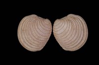 藏品(小蛋糕簾蛤)的圖片